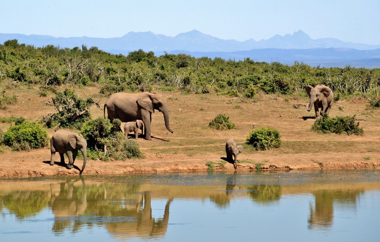 melhores safaris africa