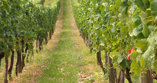 Enoturismo: Melhores Destinos para Degustar Vinhos na América do Sul