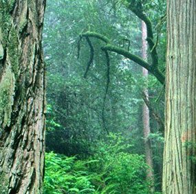 pacote natureza