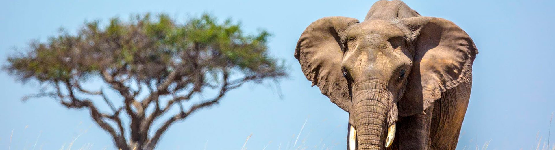 Masai Mara; Maravilhoso parque do Quênia, vale a pena conhecer