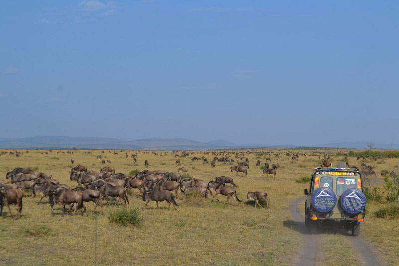 Masai Mara: Um dos melhores safárias que podem ser feitos fica no Quênia
