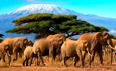 Roteiro de viagem para a Tanzânia: Safáris, passeios, paisagens incríveis você encontra no país