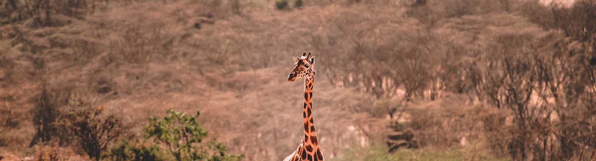 Passeios na África do Sul para toda a família