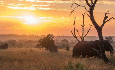 Safáris na África: uma maneira incrível de estar perto da vida selvagem