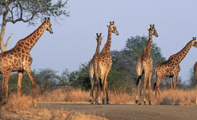 Férias na África do Sul: passeios imperdíveis para sua diversão