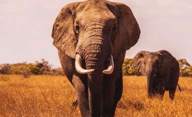 Safáris para conhecer na África do Sul: Passeios incríveis