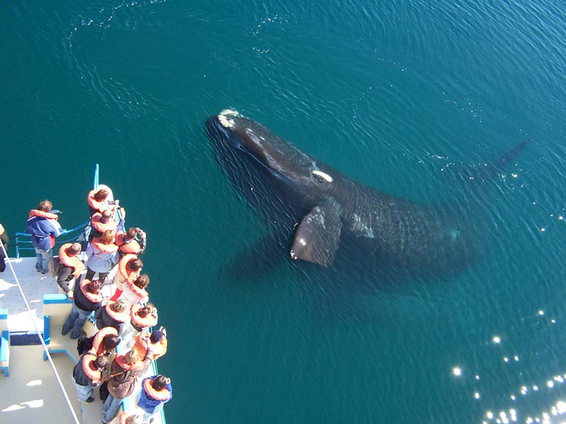 Conhecer a fauna da Patagônia é uma opção incrível de passeio para fazer no seu carnaval